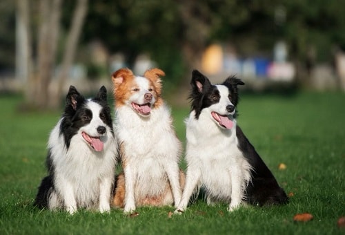 سه سگ بردر کولی با ویژگی های ظاهری متفاوت