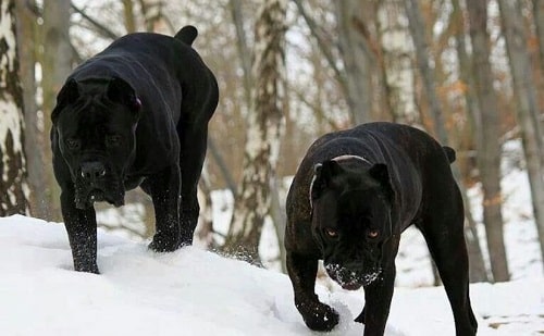 خصوصیات رفتاری سگ های Cane Corso