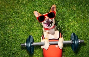 سگ هر روز به چه میزان ورزش نیاز دارد؟