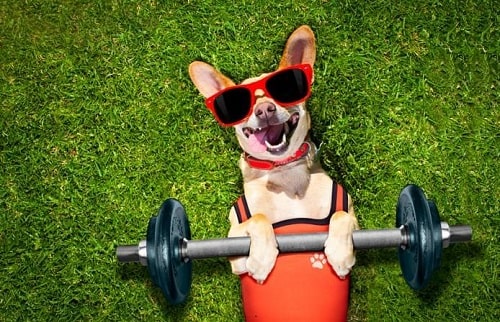 سگ هر روز به چه میزان ورزش نیاز دارد؟