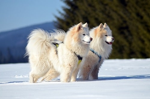 شرایط نگهداری و مراقبت از سگ های Samoyed