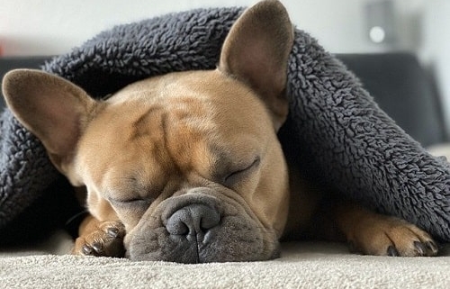 چرا سگ ها زیاد می خوابند؟