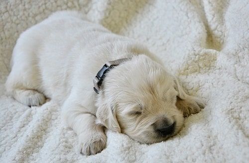 سگ سفید،خوابیده بر روی تخت