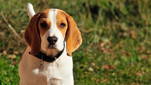 سگ بیگل(Beagle)