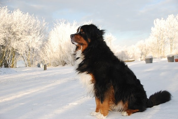 سگ برنیز مانتین داگ نشسته بر روی سطح پوشیده از برف
