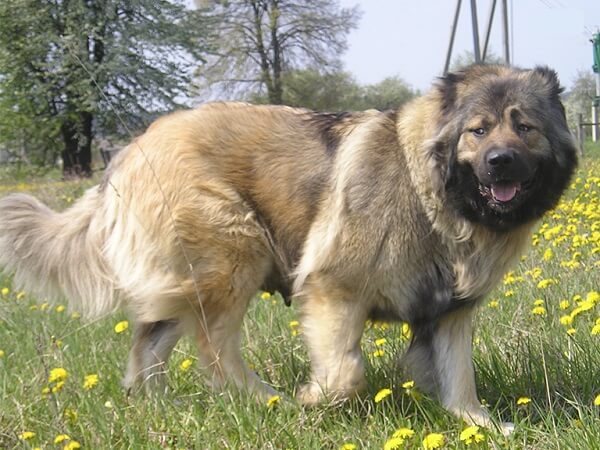 سگ قفقازی با پوشش دولایه مناسب اب و هوای سرد