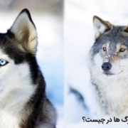 تفاوت سگ با گرگ
