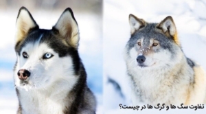 تفاوت سگ با گرگ