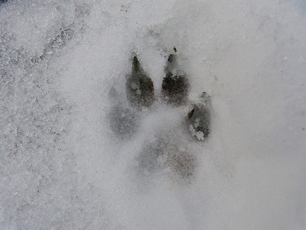 جای پای سگ بر روی برف