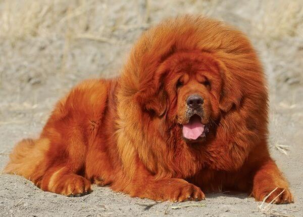 سگ ماستیف تبتی با حجم انبوهی از مو قرمز