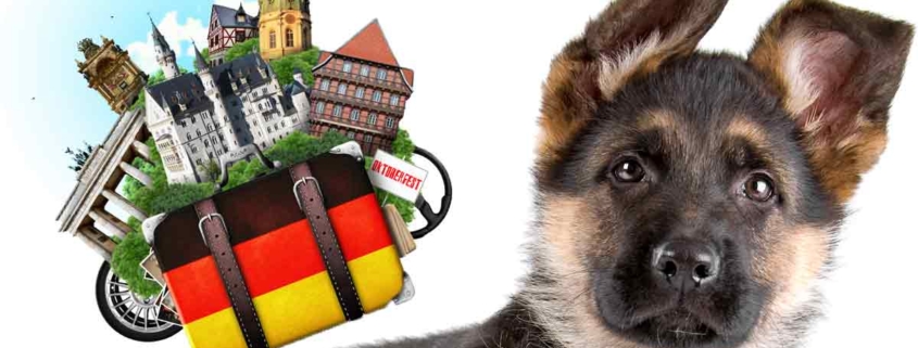 سگ های مطلق به کشور آلمان