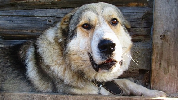 سگ قفقازی