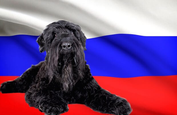 سگ های متعلق به کشور روسیه