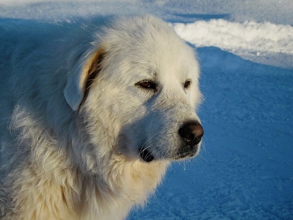 سگ گریت پیرنس سفید