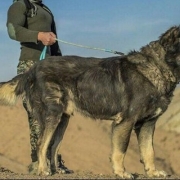 خرید سگ سرابی