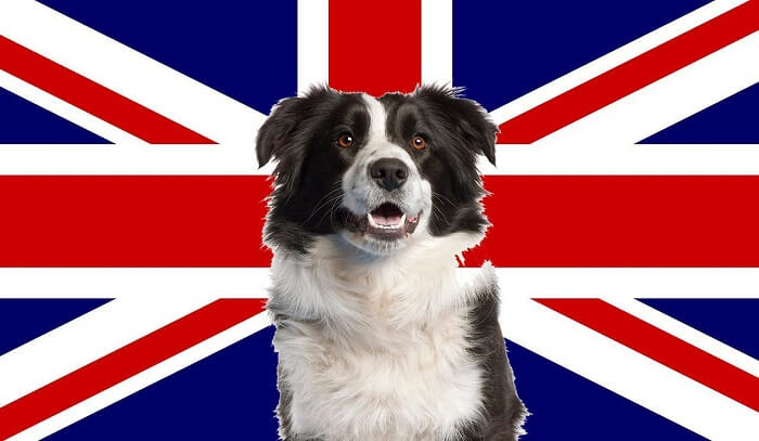 سگ های متعلق به انگلستان