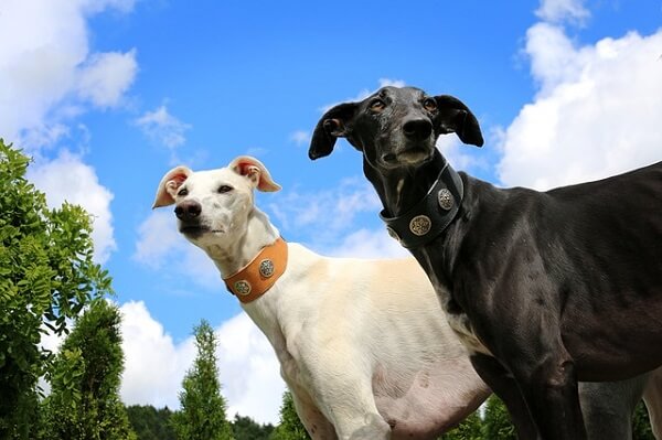 دو سگ گالگو به رنگ های سیاه و سفید