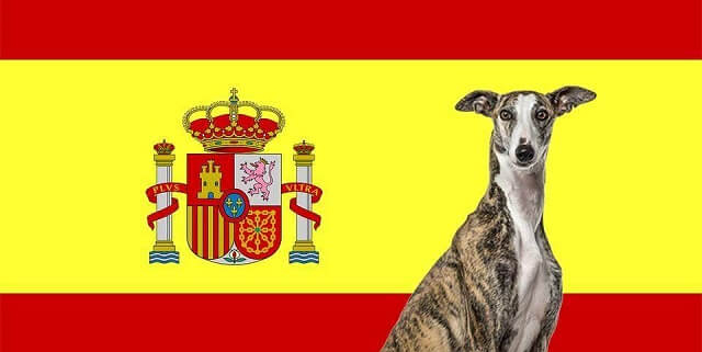 سگ های متعلق به کشور اسپانیا