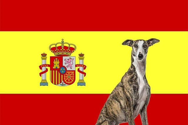 سگ های متعلق به کشور اسپانیا