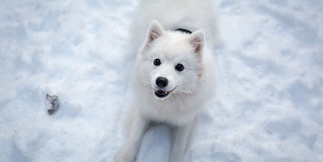 سگ سفید داخل برف
