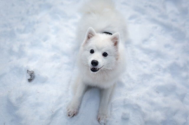 سگ سفید داخل برف