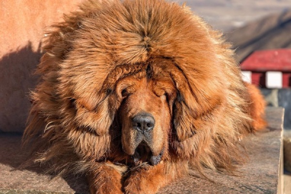 ماستیف تبتی نوزدهمین سگ قدرتمند دنیا