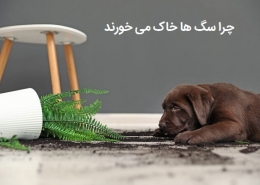 چرا سگ ها خاک می خورند؟