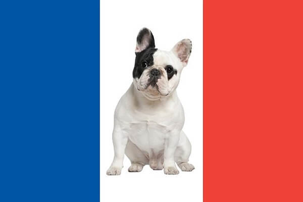 سگ های متعلق به کشور فرانسه