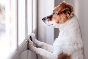 چگونه اضطراب جدایی سگ خود را کاهش دهیم