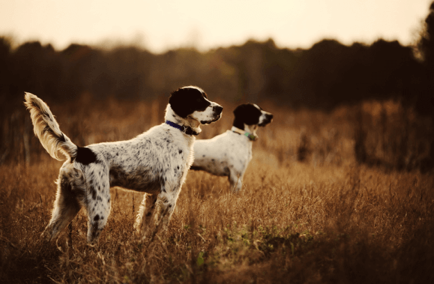 با تمام نژادهای سگ شکاری آشنا شوید