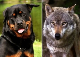 سگ هایی که میتوانند گرگ را بکشند