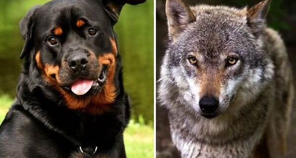 سگ هایی که میتوانند گرگ را بکشند