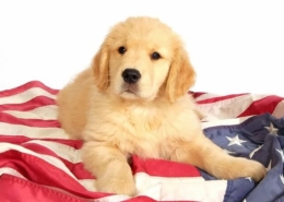 سگ های متعلق به کشور امریکا