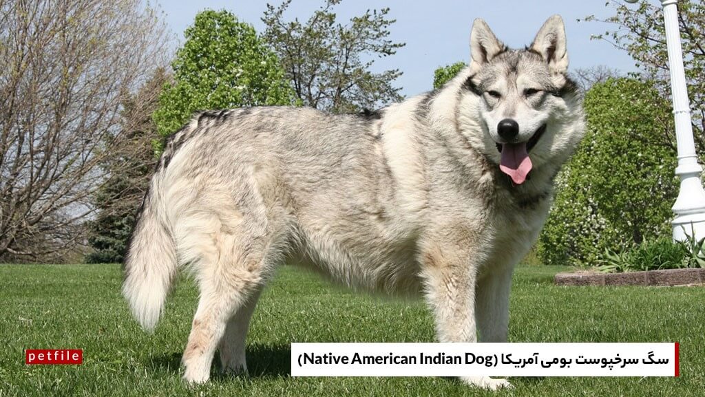 سگ سرخپوست بومی آمریکا