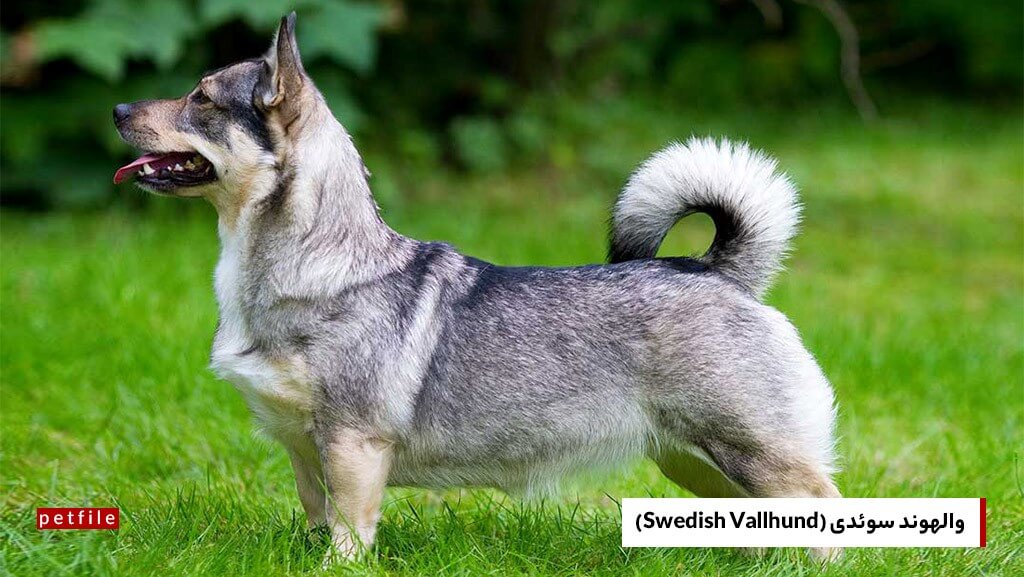 سگ گرگی والهوند سوئدی
