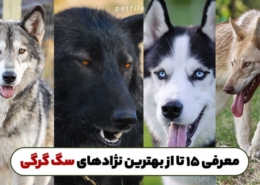 خرید سگ گرگی همراه با معرفی بهترین نژادهای سگ گرگی