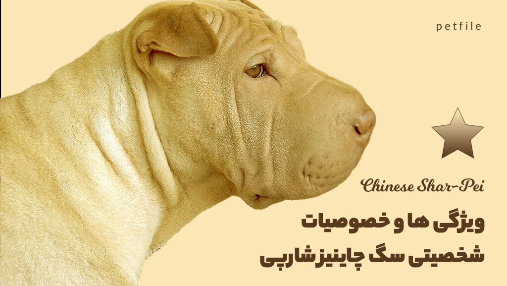ویژگی ها و خصوصیات شخصیتی سگ چاینیز شارپی