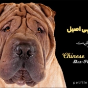 سگ چاینیز شارپی اصیل