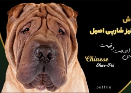 سگ چاینیز شارپی اصیل