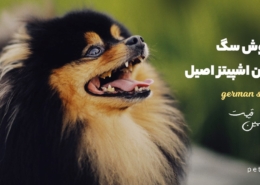 سگ ژرمن اشپیتز اصیل