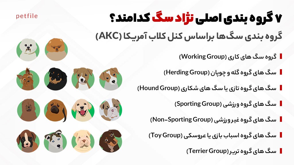 فهرست گروه بندی نژادهای مختلف سگ براساس AKC