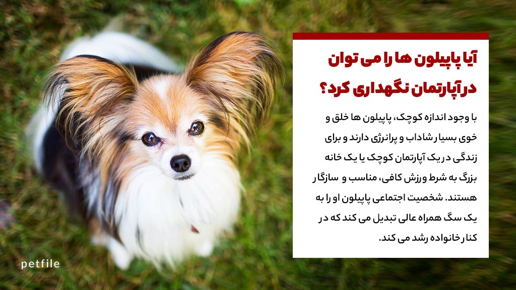 آیا پاپیلون یک سگ مناسب آپارتمانی است