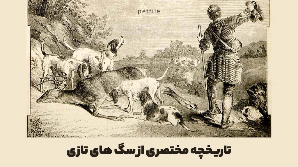 تاریخچه مختصری از سگ های تازی