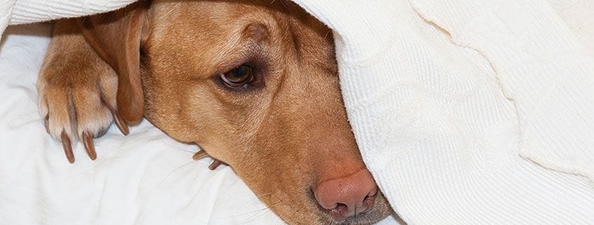 چگونه علائم درد را در سگ خود تشخیص دهیم