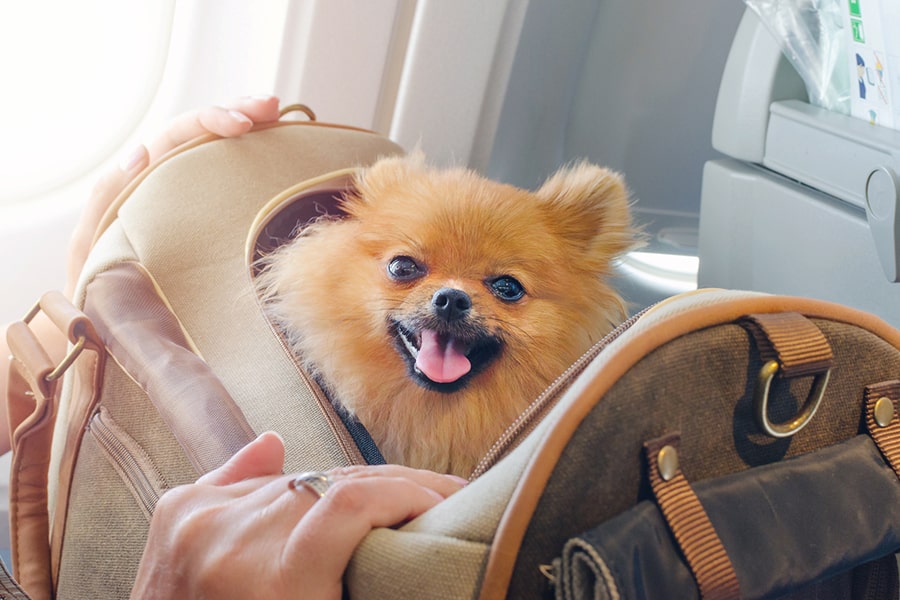 نکات برای سفر با سگ در هواپیما