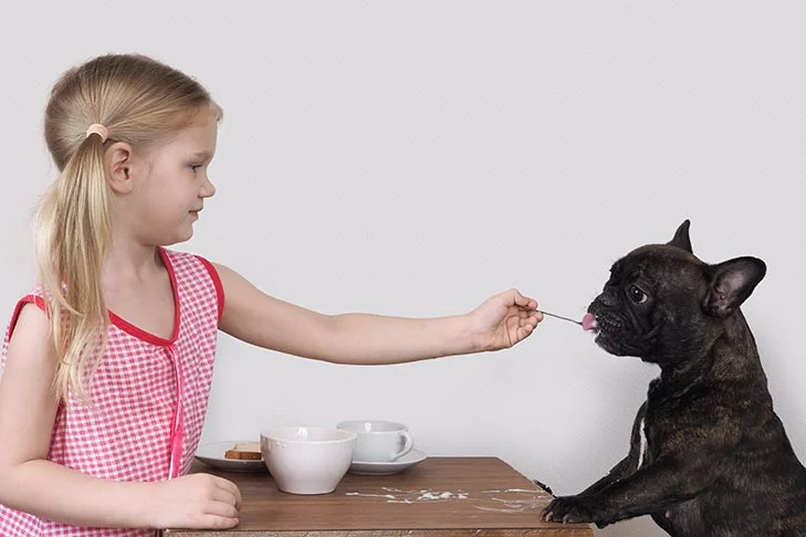 دختر کوچولو که به بولداگ فرانسوی با قاشق غذا میدهد