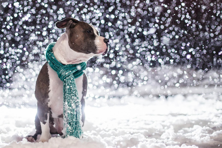 شال گردن برای سگ در هوای برفی